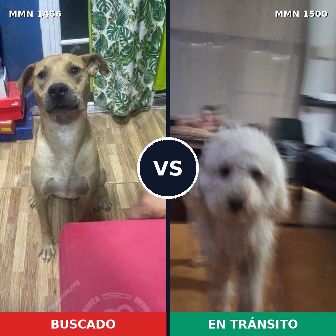 Comparativa MMS 28679: mascota perdida y mascota encontrada, 49% de similitud