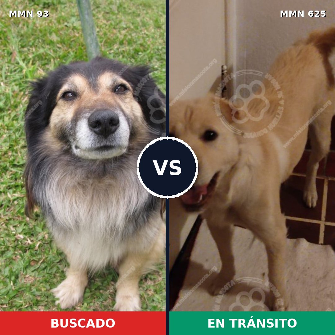 Comparativa MMS 2868: mascota perdida y mascota encontrada, 48% de similitud