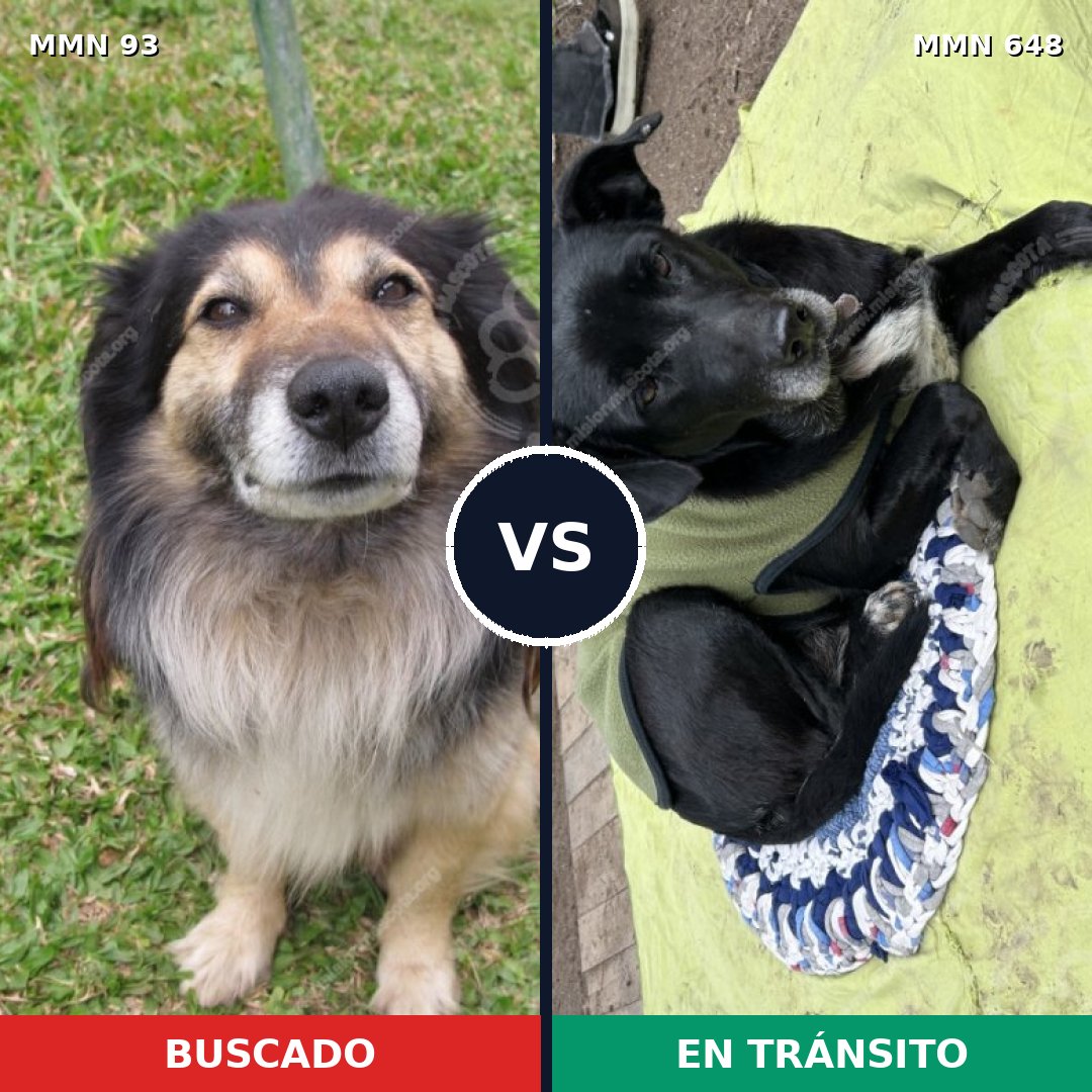 Comparativa MMS 2869: mascota perdida y mascota encontrada, 61% de similitud