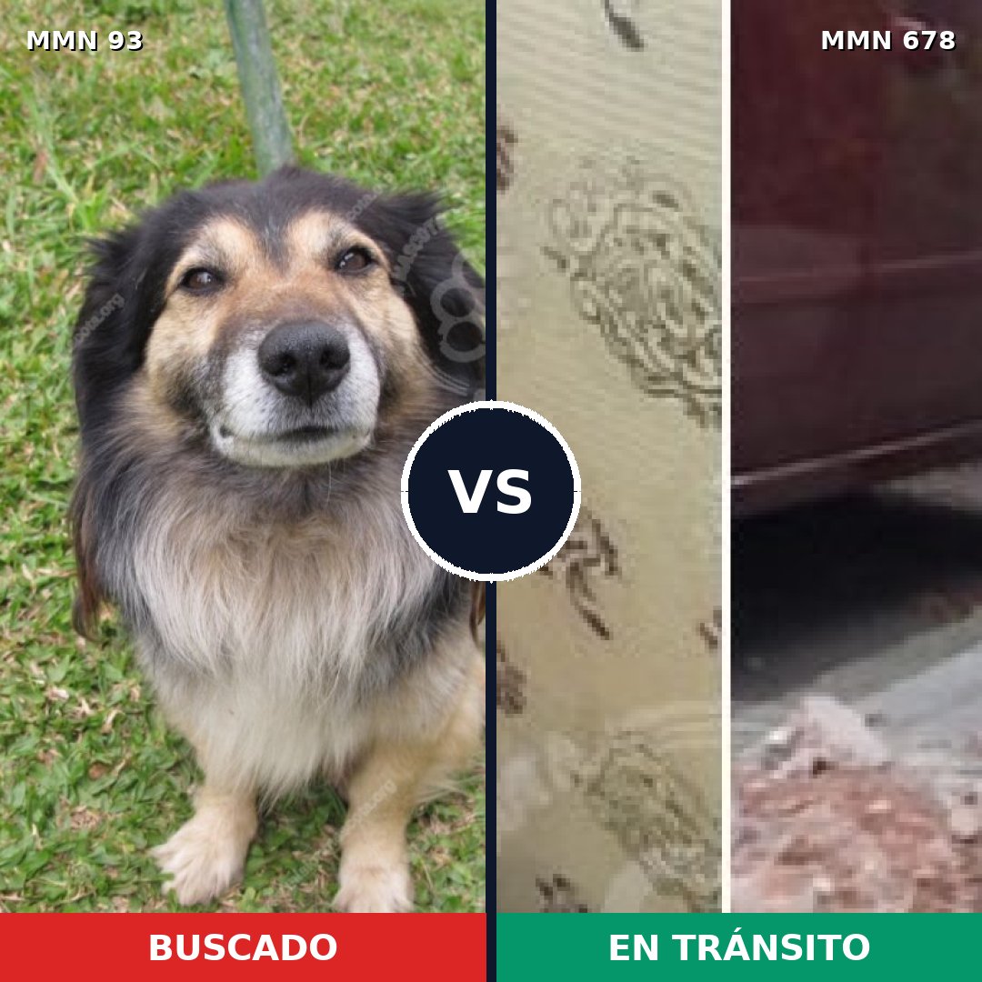Comparativa MMS 2870: mascota perdida y mascota encontrada, 59% de similitud
