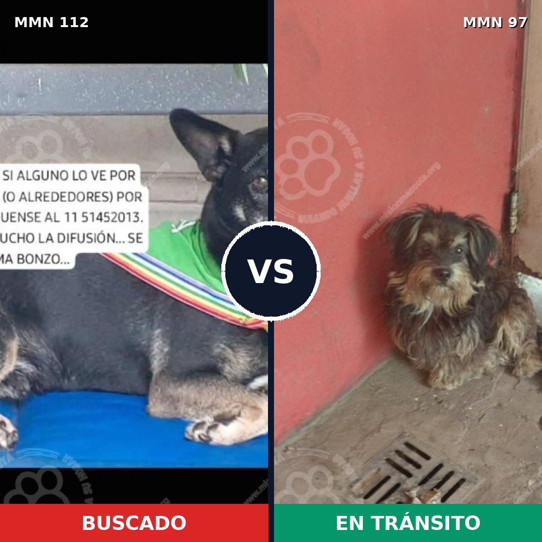 Comparativa MMS 2872: mascota perdida y mascota encontrada, 70% de similitud