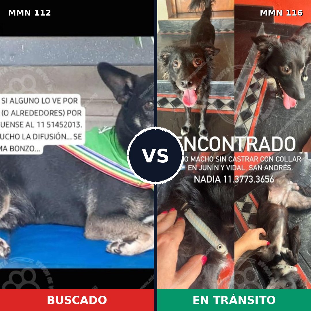 Comparativa MMS 2876: mascota perdida y mascota encontrada, 86% de similitud