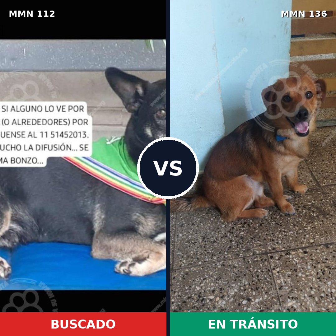Comparativa MMS 2877: mascota perdida y mascota encontrada, 71% de similitud