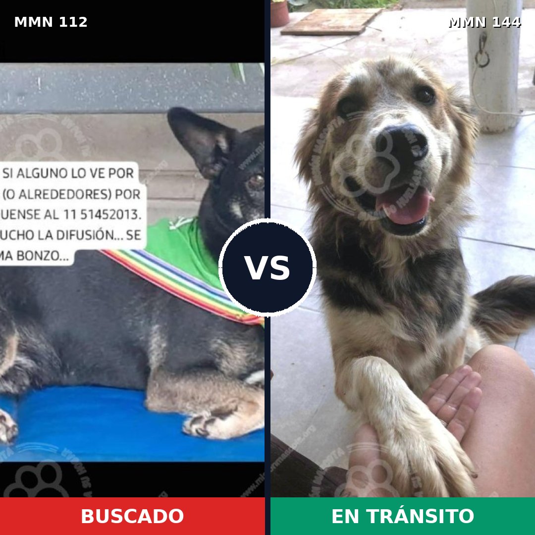 Comparativa MMS 2878: mascota perdida y mascota encontrada, 75% de similitud
