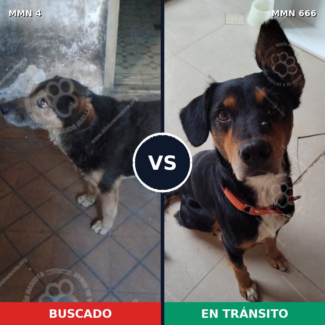 Comparativa MMS 288: mascota perdida y mascota encontrada, 51% de similitud