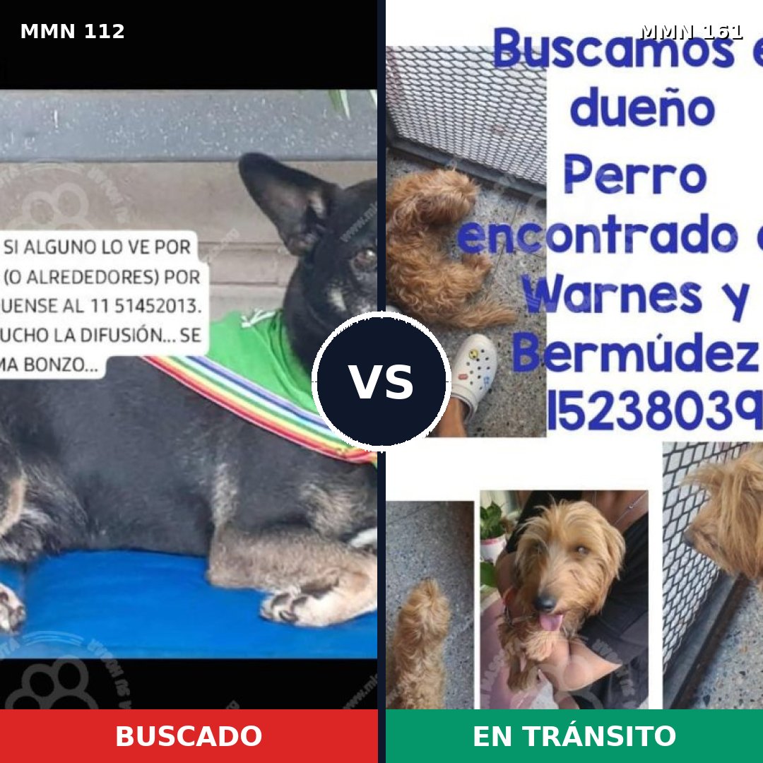 Comparativa MMS 2880: mascota perdida y mascota encontrada, 72% de similitud
