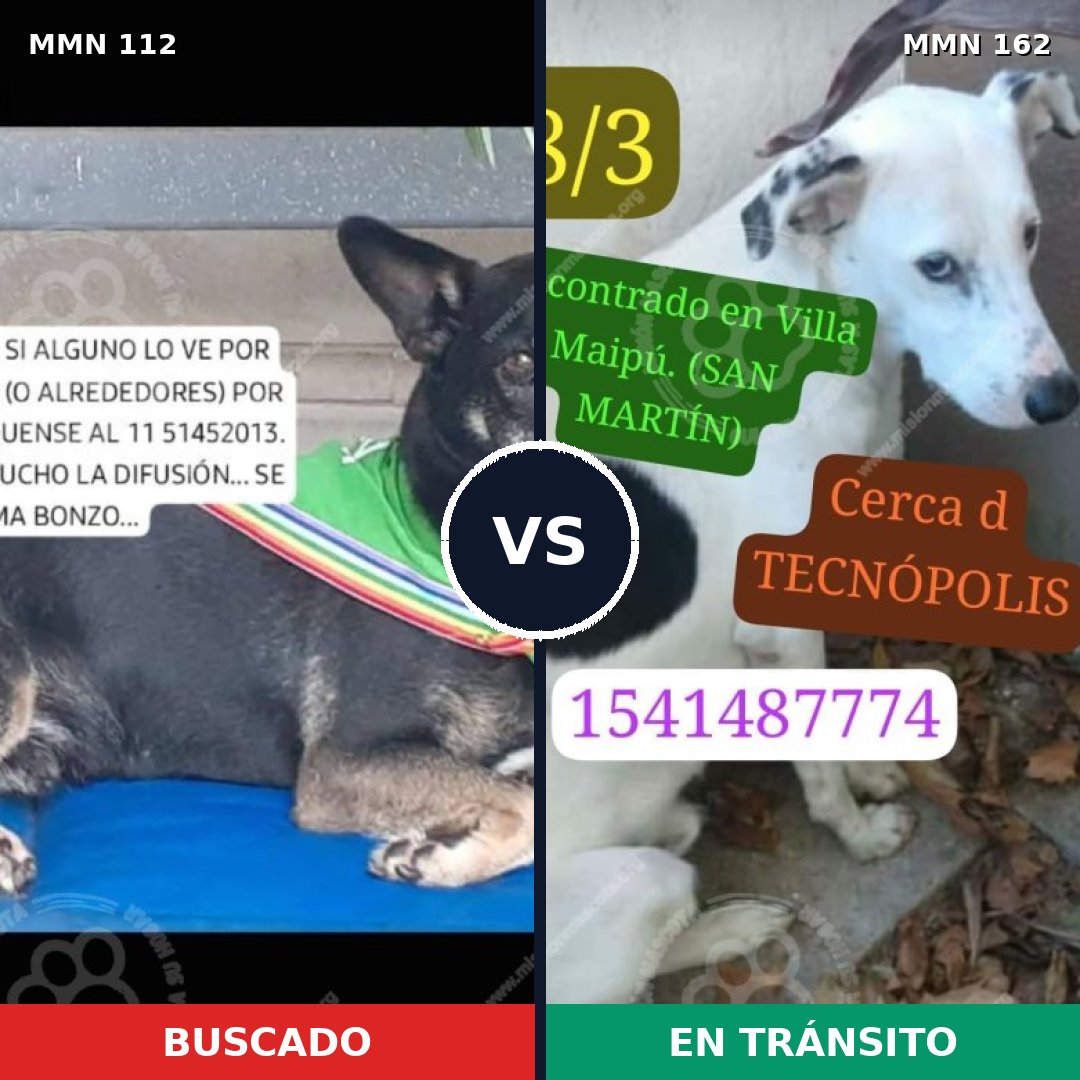 Comparativa MMS 2881: mascota perdida y mascota encontrada, 81% de similitud