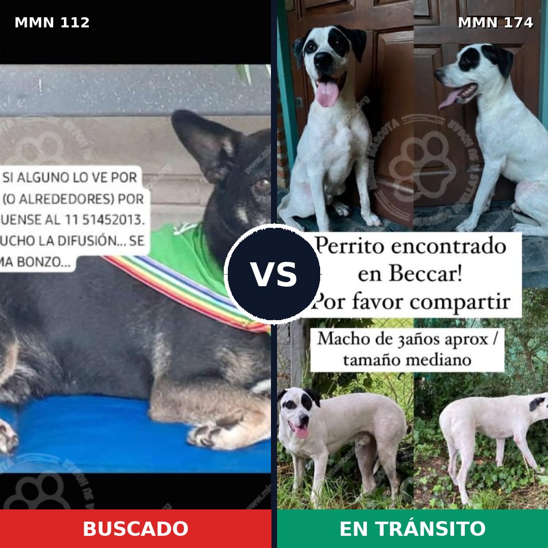 Comparativa MMS 2882: mascota perdida y mascota encontrada, 81% de similitud