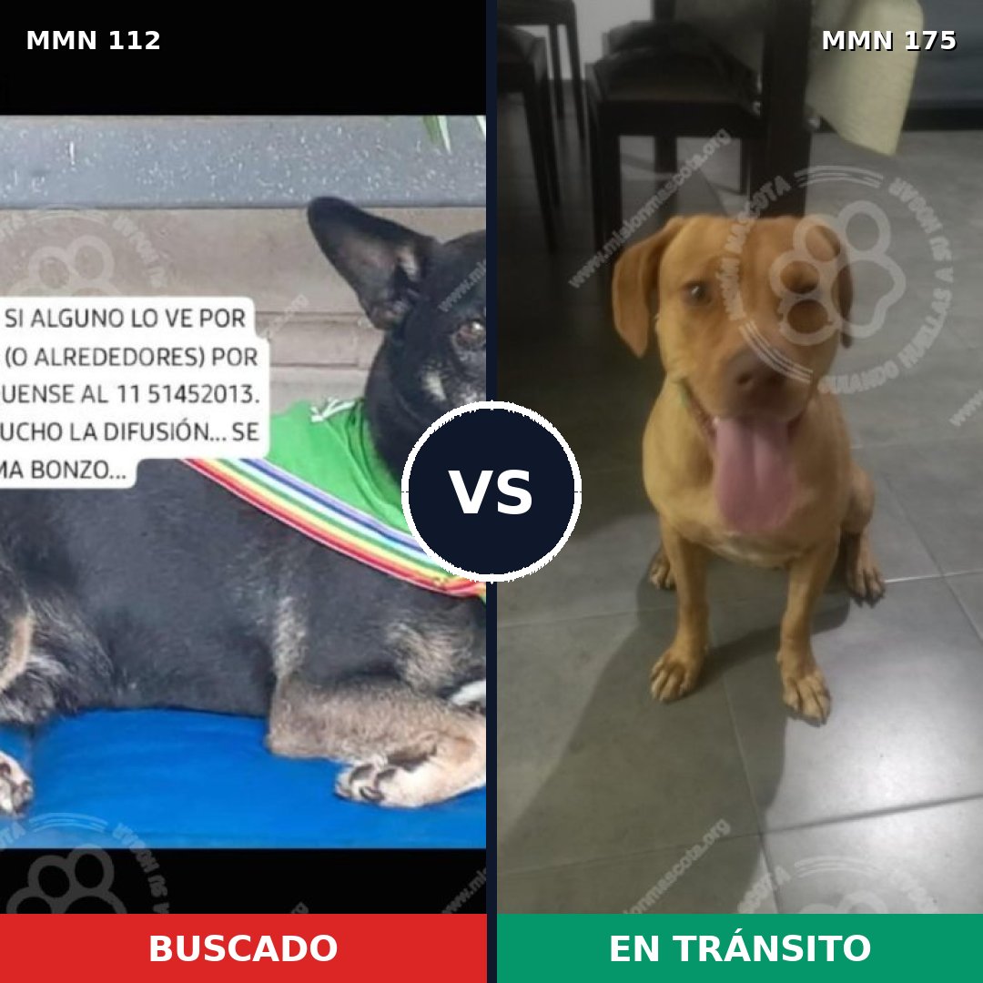 Comparativa MMS 2883: mascota perdida y mascota encontrada, 81% de similitud