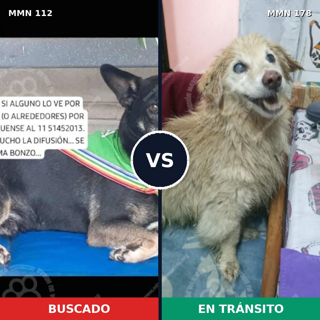 Comparativa MMS 2884: mascota perdida y mascota encontrada, 80% de similitud