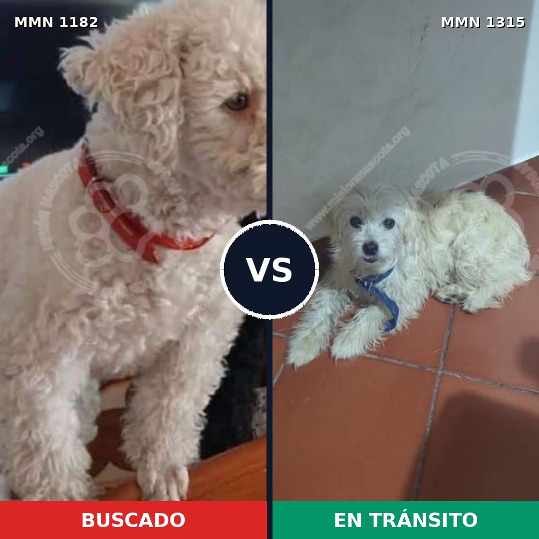 Comparativa MMS 28848: mascota perdida y mascota encontrada, 51% de similitud