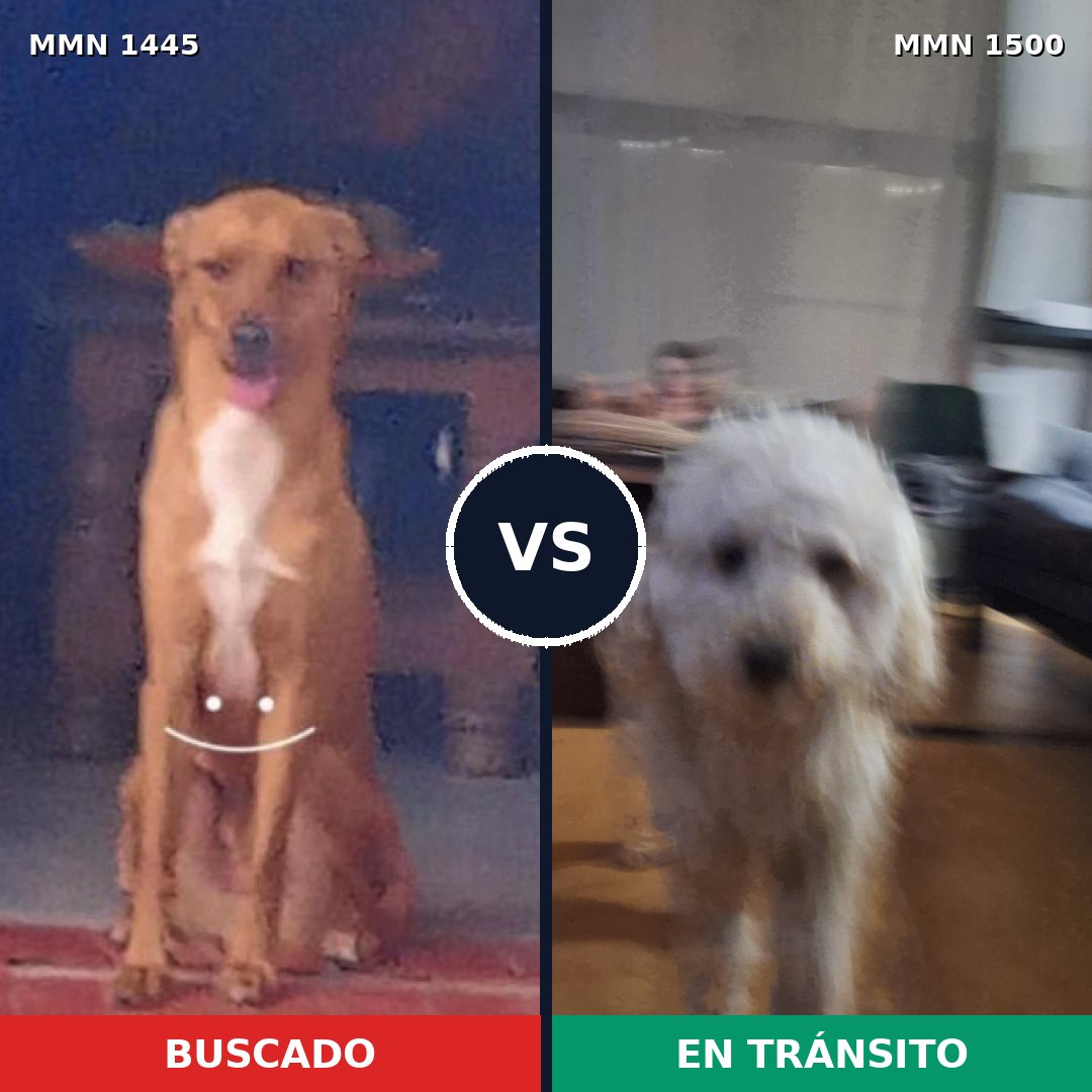 Comparativa MMS 28849: mascota perdida y mascota encontrada, 37% de similitud