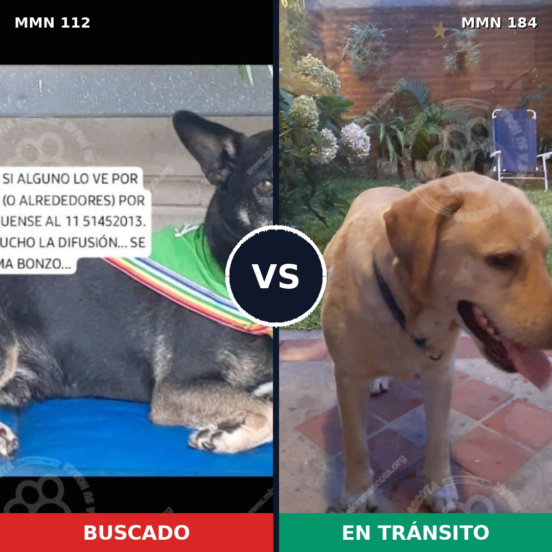 Comparativa MMS 2885: mascota perdida y mascota encontrada, 65% de similitud