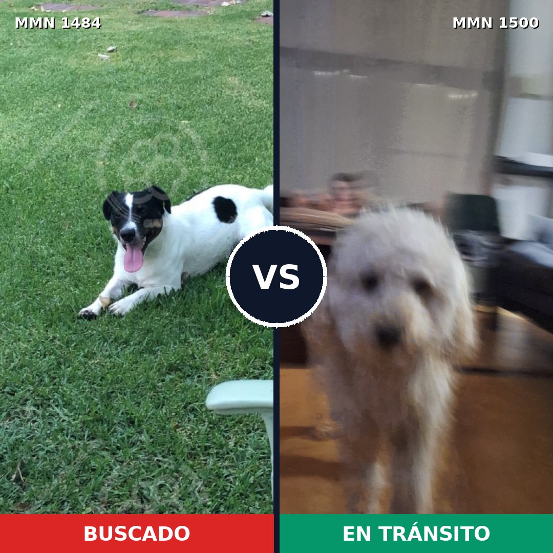 Comparativa MMS 28850: mascota perdida y mascota encontrada, 51% de similitud