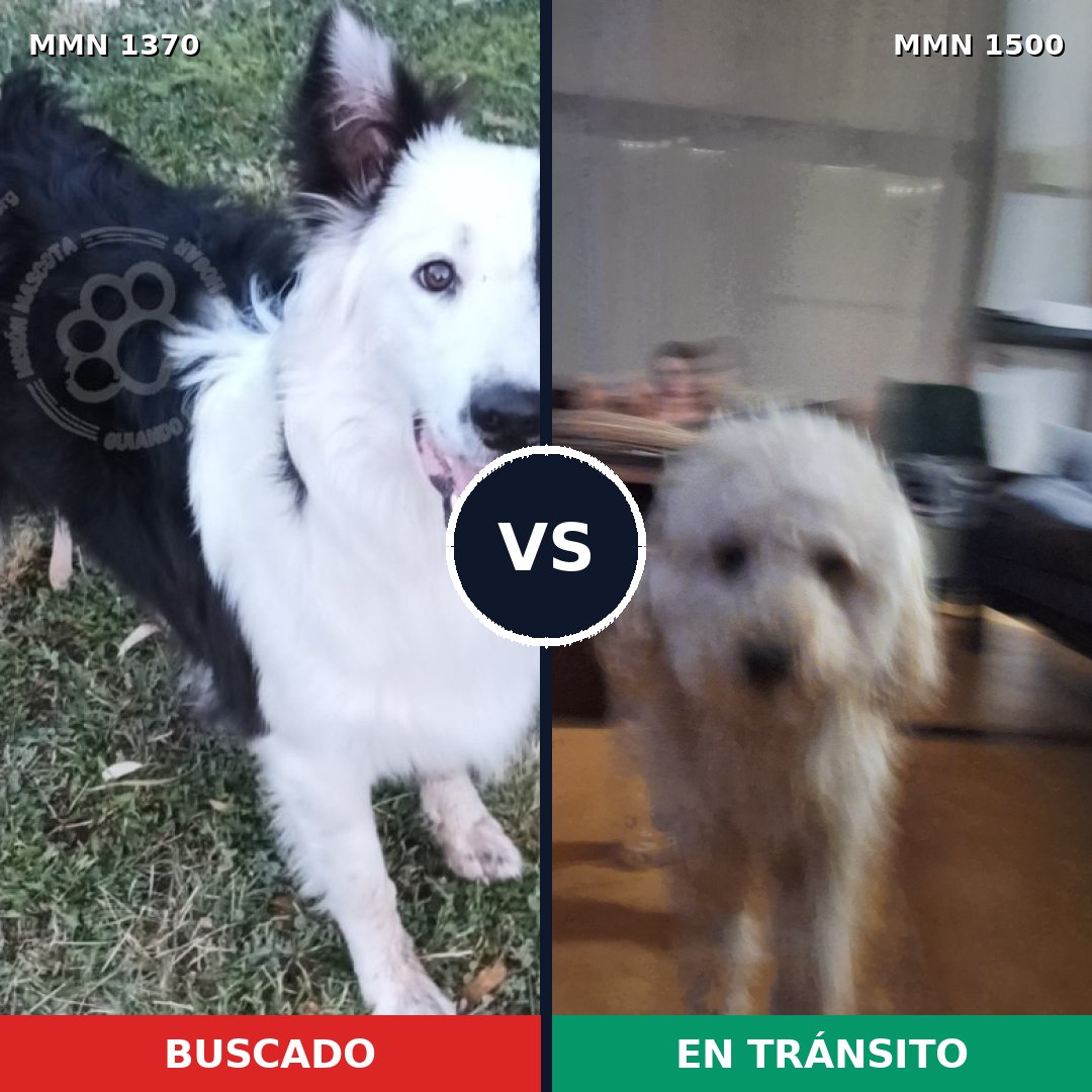 Comparativa MMS 28851: mascota perdida y mascota encontrada, 30% de similitud