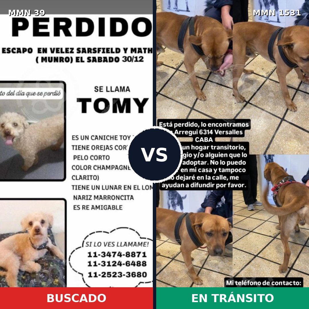 Comparativa MMS 28852: mascota perdida y mascota encontrada, 25% de similitud
