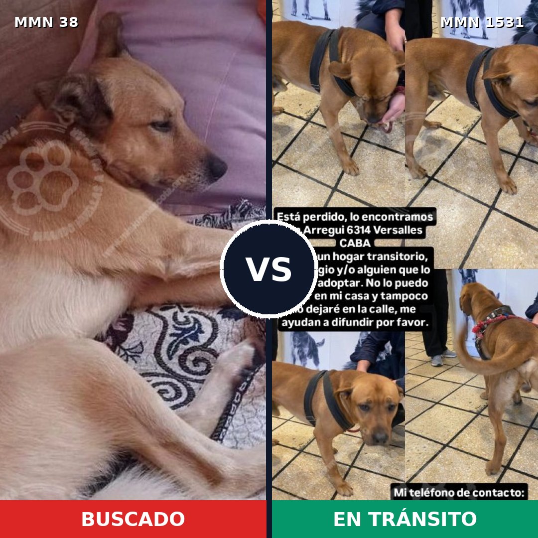 Comparativa MMS 28853: mascota perdida y mascota encontrada, 54% de similitud