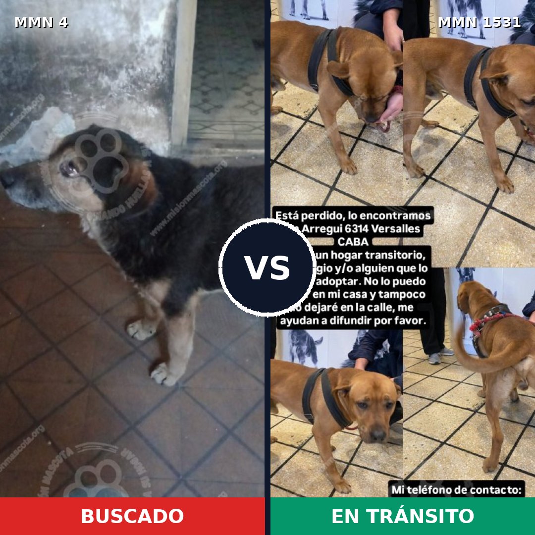 Comparativa MMS 28854: mascota perdida y mascota encontrada, 37% de similitud