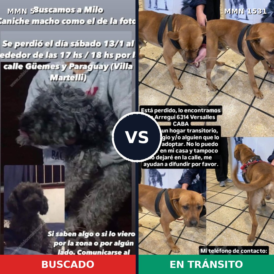 Comparativa MMS 28855: mascota perdida y mascota encontrada, 37% de similitud