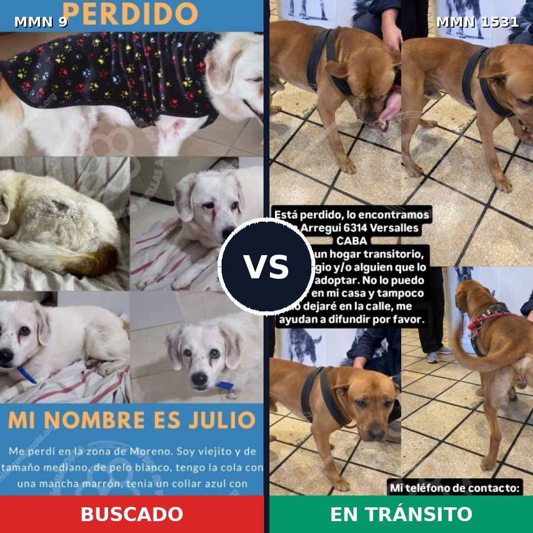 Comparativa MMS 28856: mascota perdida y mascota encontrada, 45% de similitud