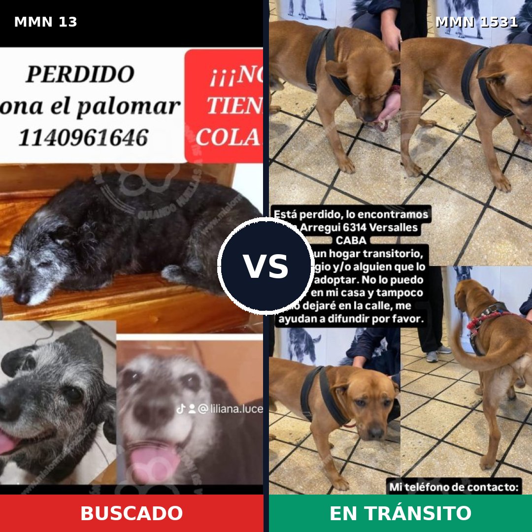 Comparativa MMS 28858: mascota perdida y mascota encontrada, 40% de similitud
