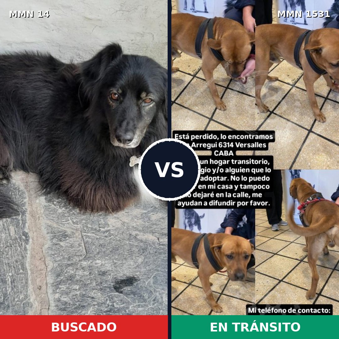 Comparativa MMS 28859: mascota perdida y mascota encontrada, 33% de similitud
