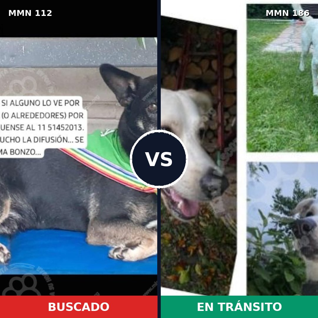 Comparativa MMS 2886: mascota perdida y mascota encontrada, 62% de similitud