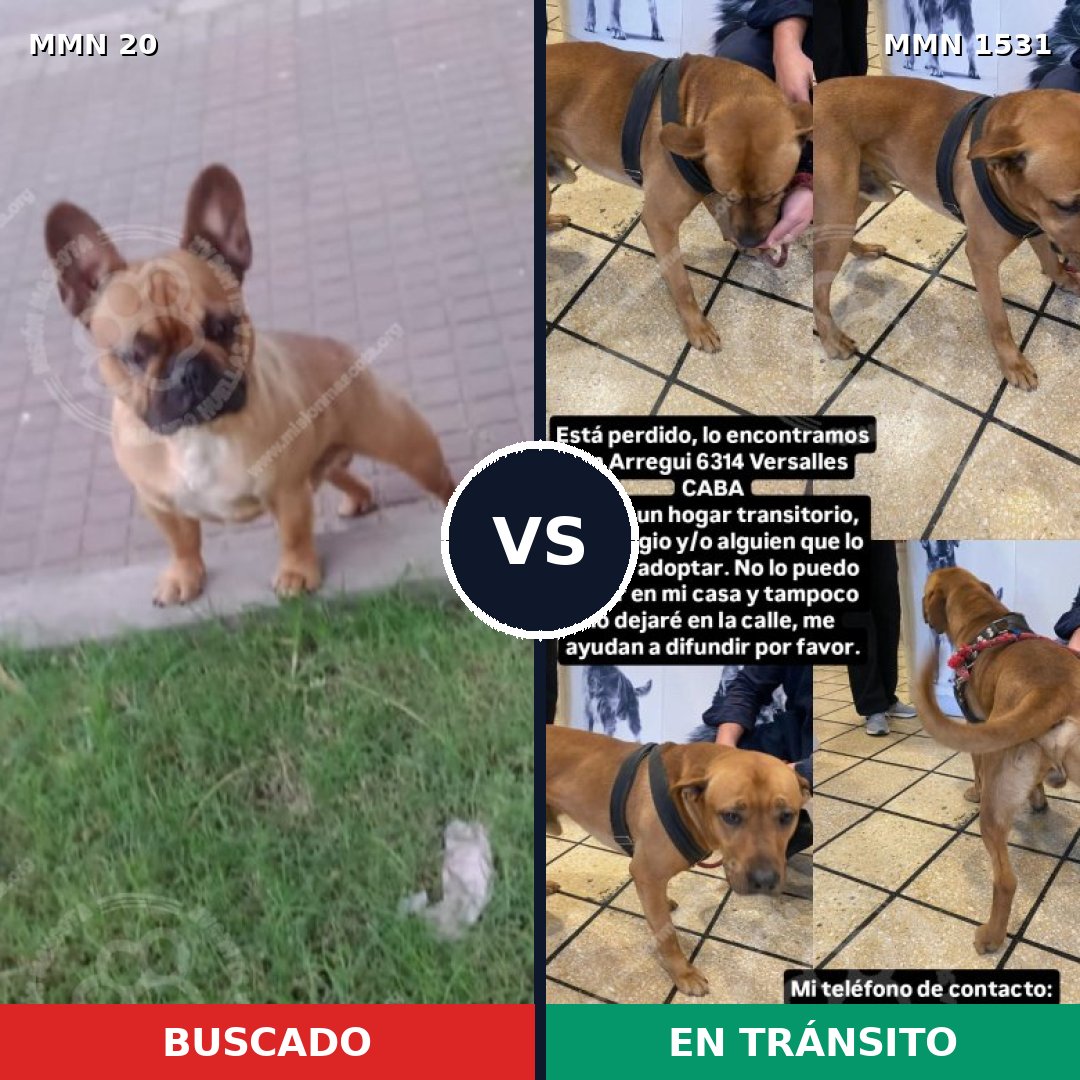 Comparativa MMS 28860: mascota perdida y mascota encontrada, 34% de similitud