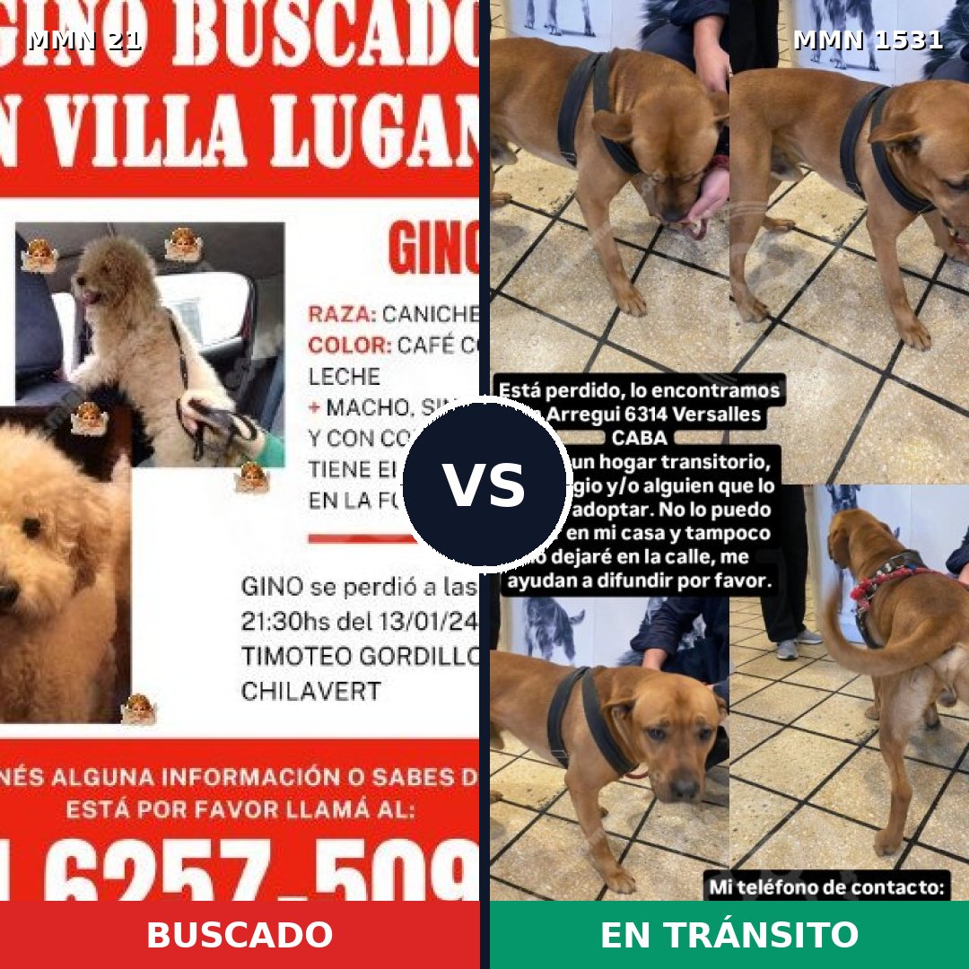 Comparativa MMS 28861: mascota perdida y mascota encontrada, 37% de similitud