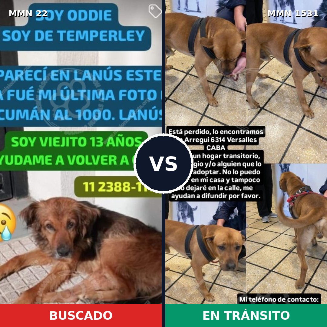 Comparativa MMS 28862: mascota perdida y mascota encontrada, 34% de similitud