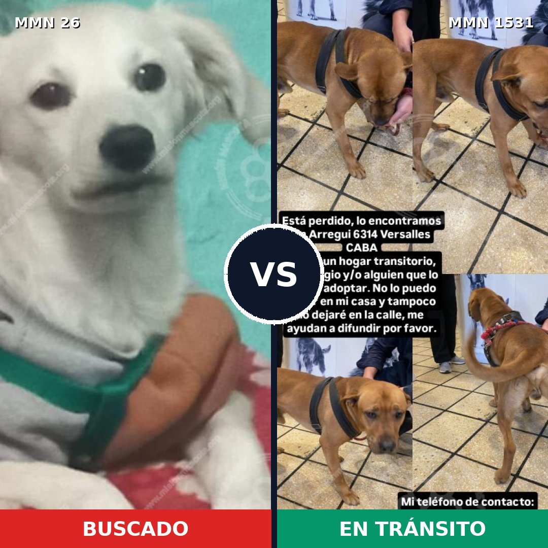 Comparativa MMS 28863: mascota perdida y mascota encontrada, 30% de similitud