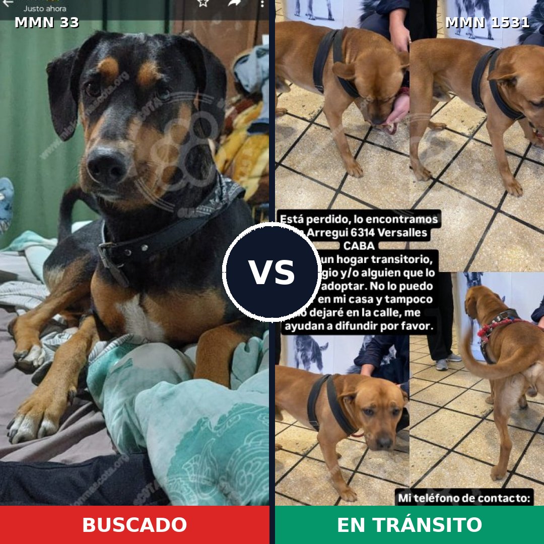 Comparativa MMS 28864: mascota perdida y mascota encontrada, 35% de similitud