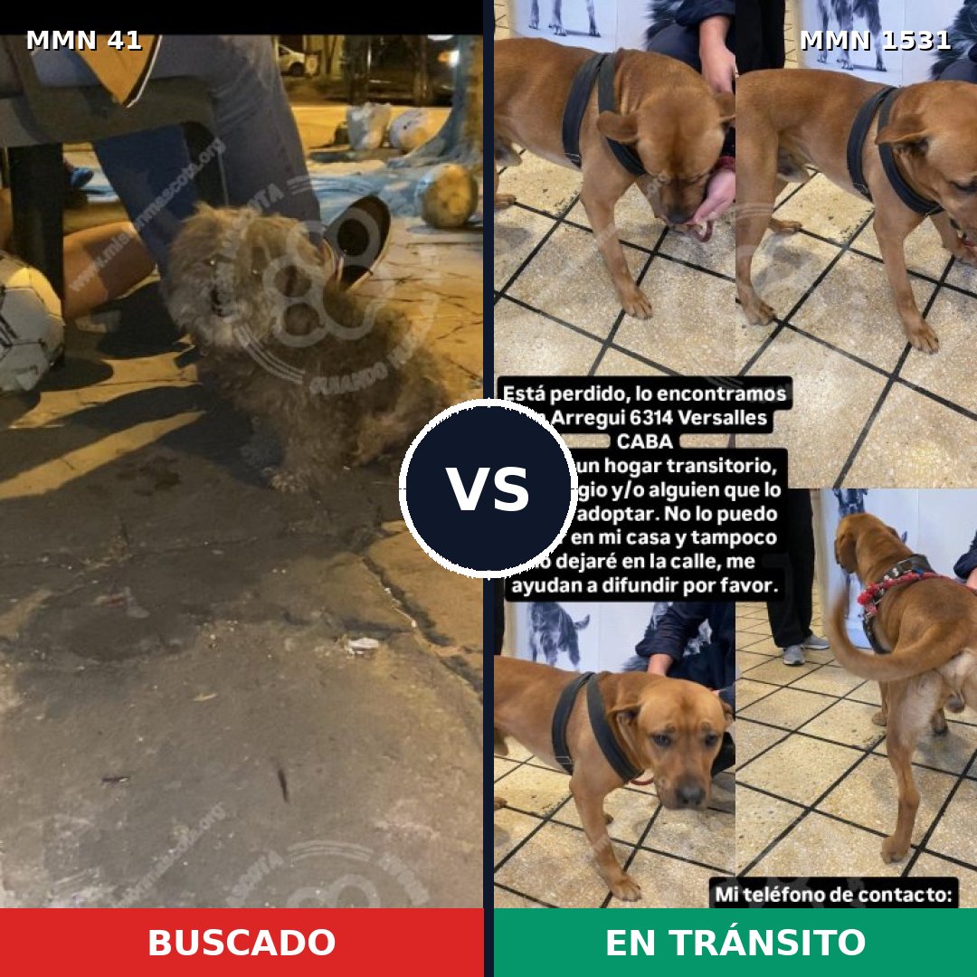 Comparativa MMS 28865: mascota perdida y mascota encontrada, 30% de similitud