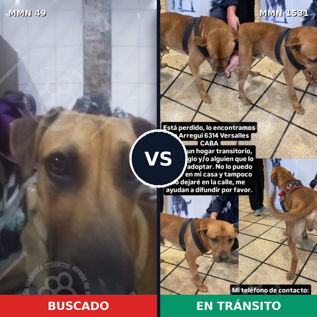 Comparativa MMS 28866: mascota perdida y mascota encontrada, 40% de similitud