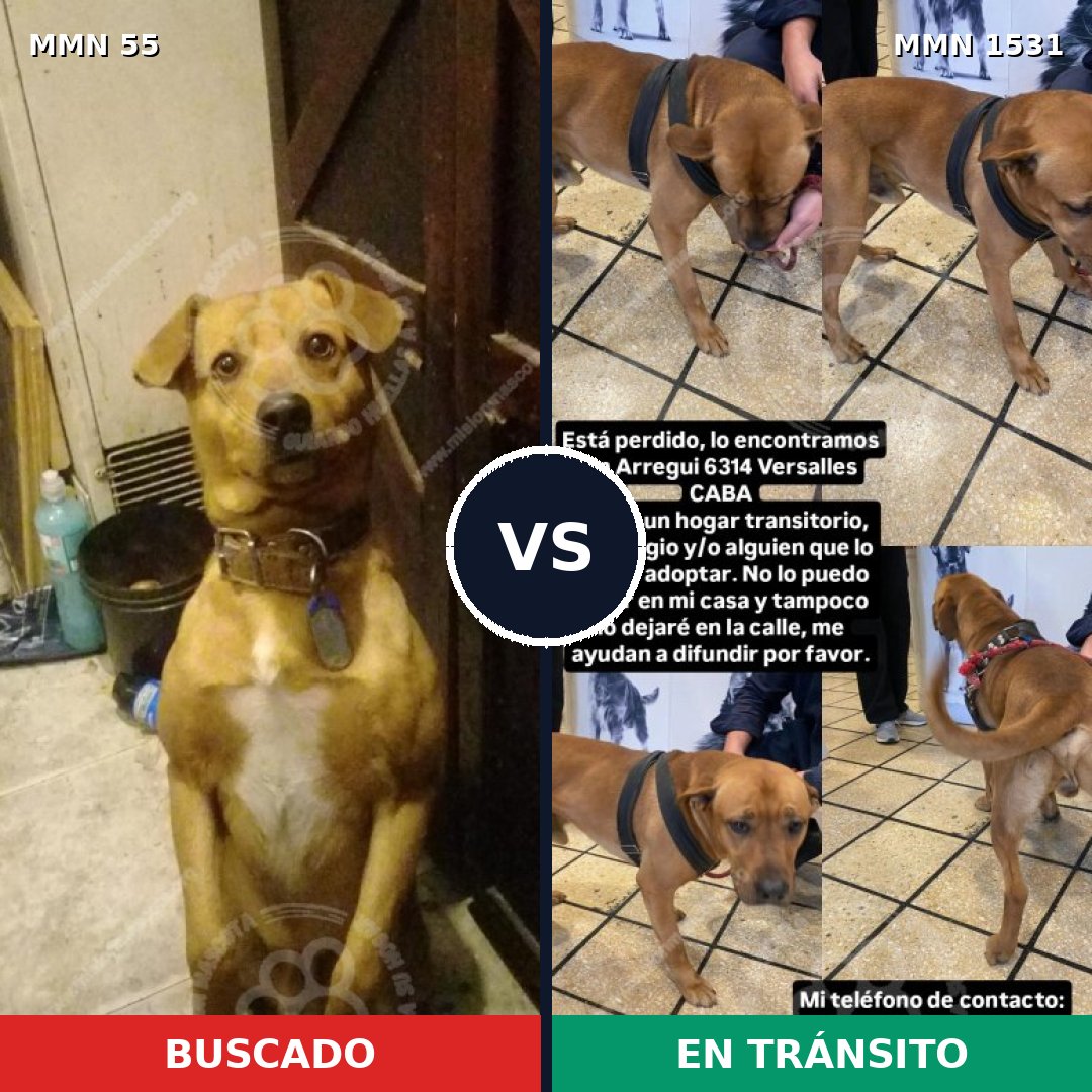 Comparativa MMS 28867: mascota perdida y mascota encontrada, 42% de similitud