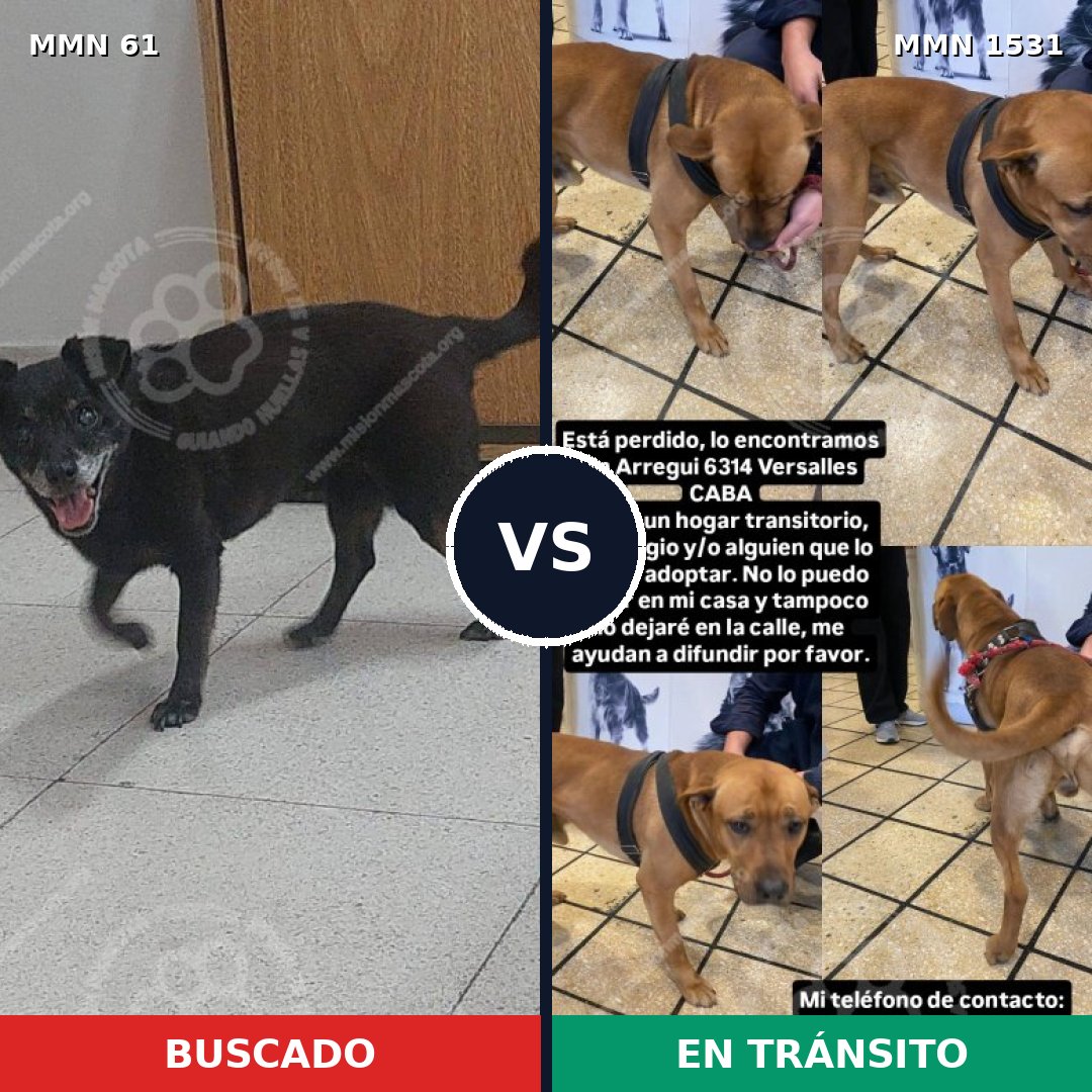 Comparativa MMS 28868: mascota perdida y mascota encontrada, 36% de similitud