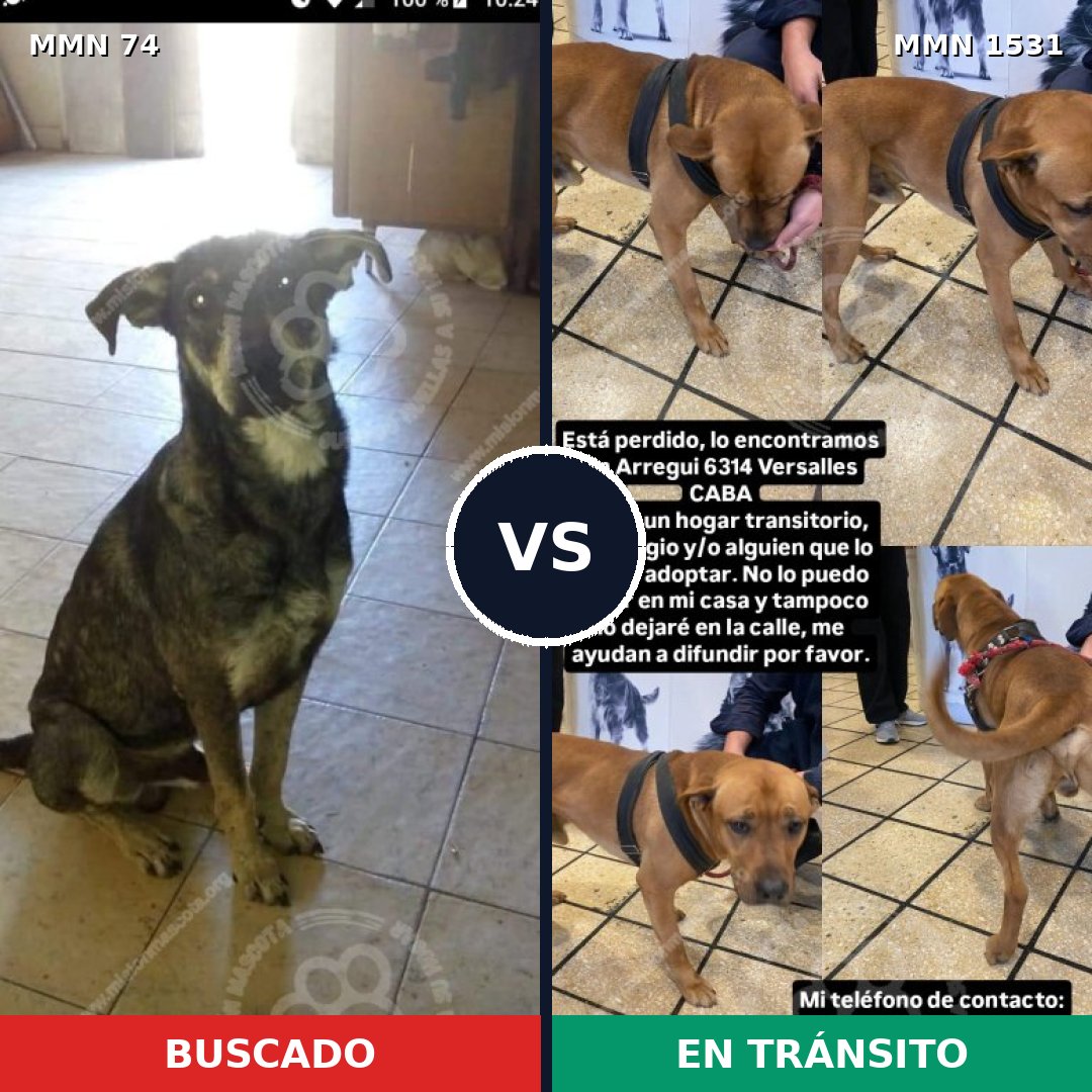 Comparativa MMS 28869: mascota perdida y mascota encontrada, 27% de similitud