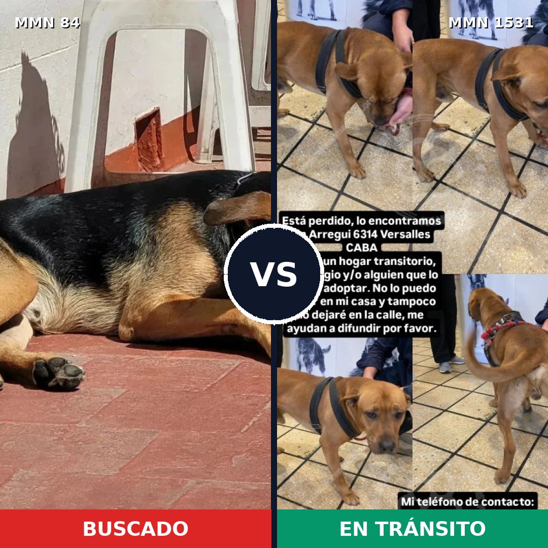 Comparativa MMS 28870: mascota perdida y mascota encontrada, 33% de similitud