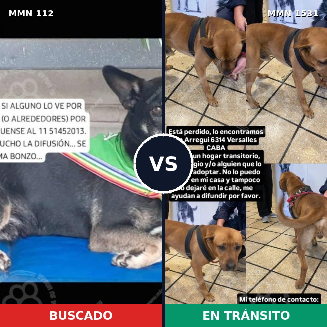Comparativa MMS 28871: mascota perdida y mascota encontrada, 39% de similitud
