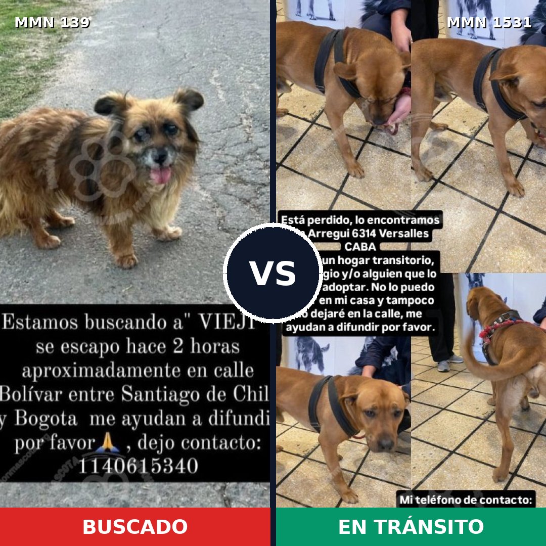 Comparativa MMS 28872: mascota perdida y mascota encontrada, 43% de similitud