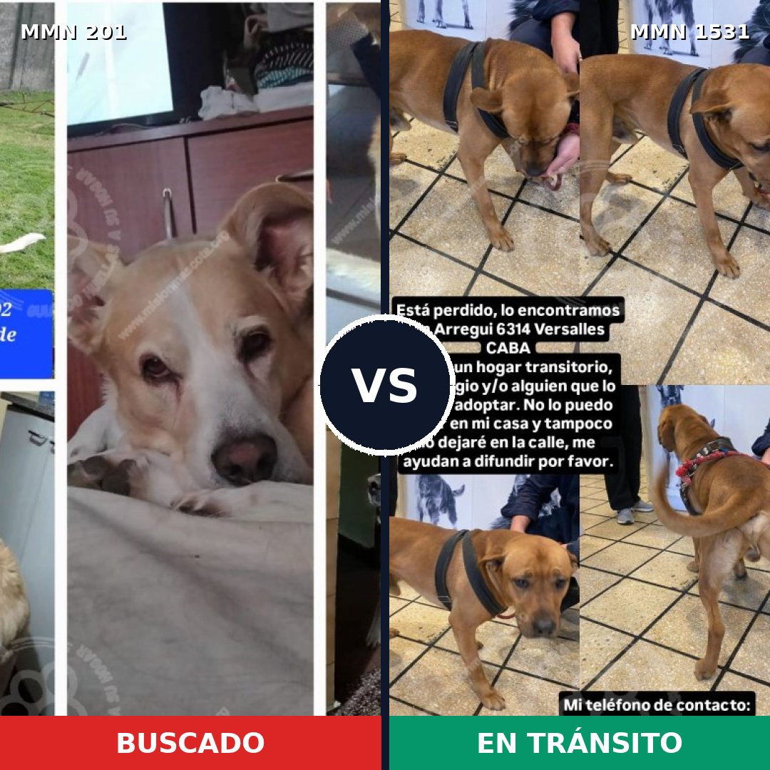 Comparativa MMS 28873: mascota perdida y mascota encontrada, 45% de similitud