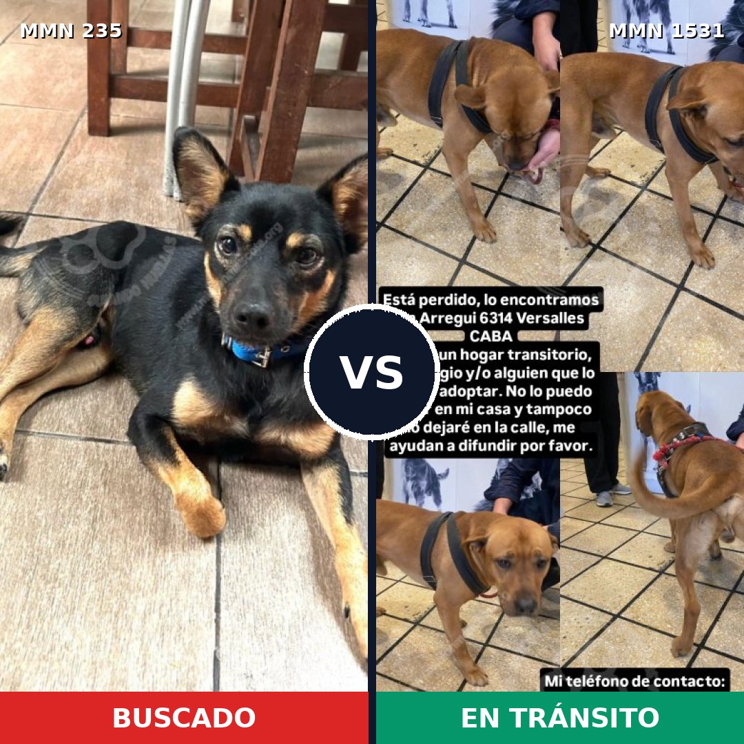 Comparativa MMS 28874: mascota perdida y mascota encontrada, 32% de similitud