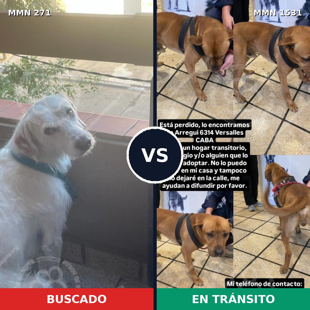 Comparativa MMS 28875: mascota perdida y mascota encontrada, 40% de similitud