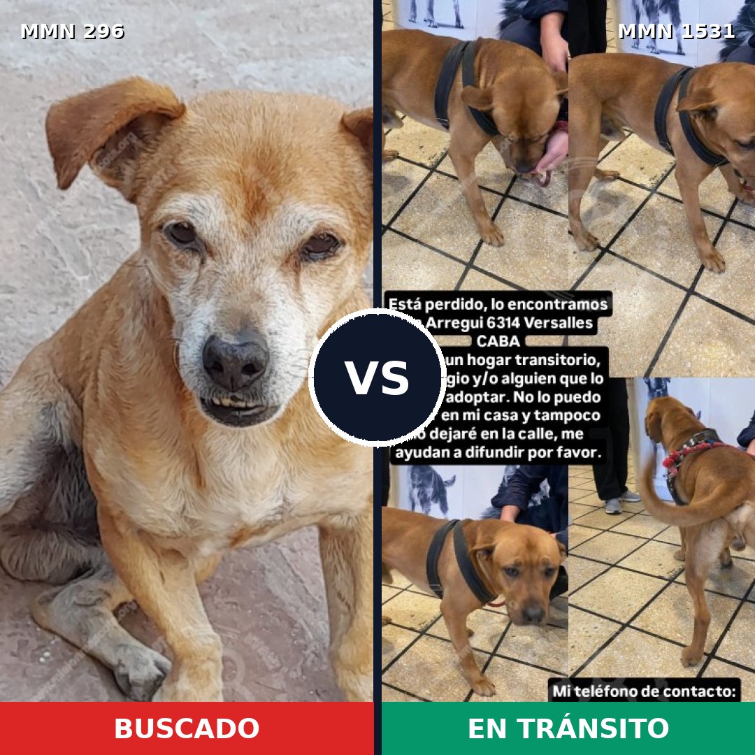 Comparativa MMS 28876: mascota perdida y mascota encontrada, 43% de similitud