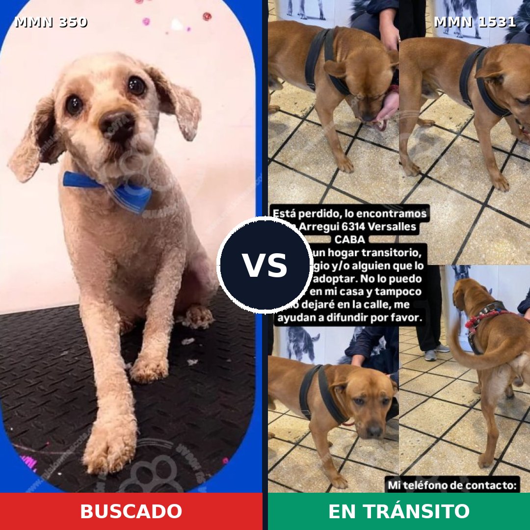 Comparativa MMS 28877: mascota perdida y mascota encontrada, 55% de similitud