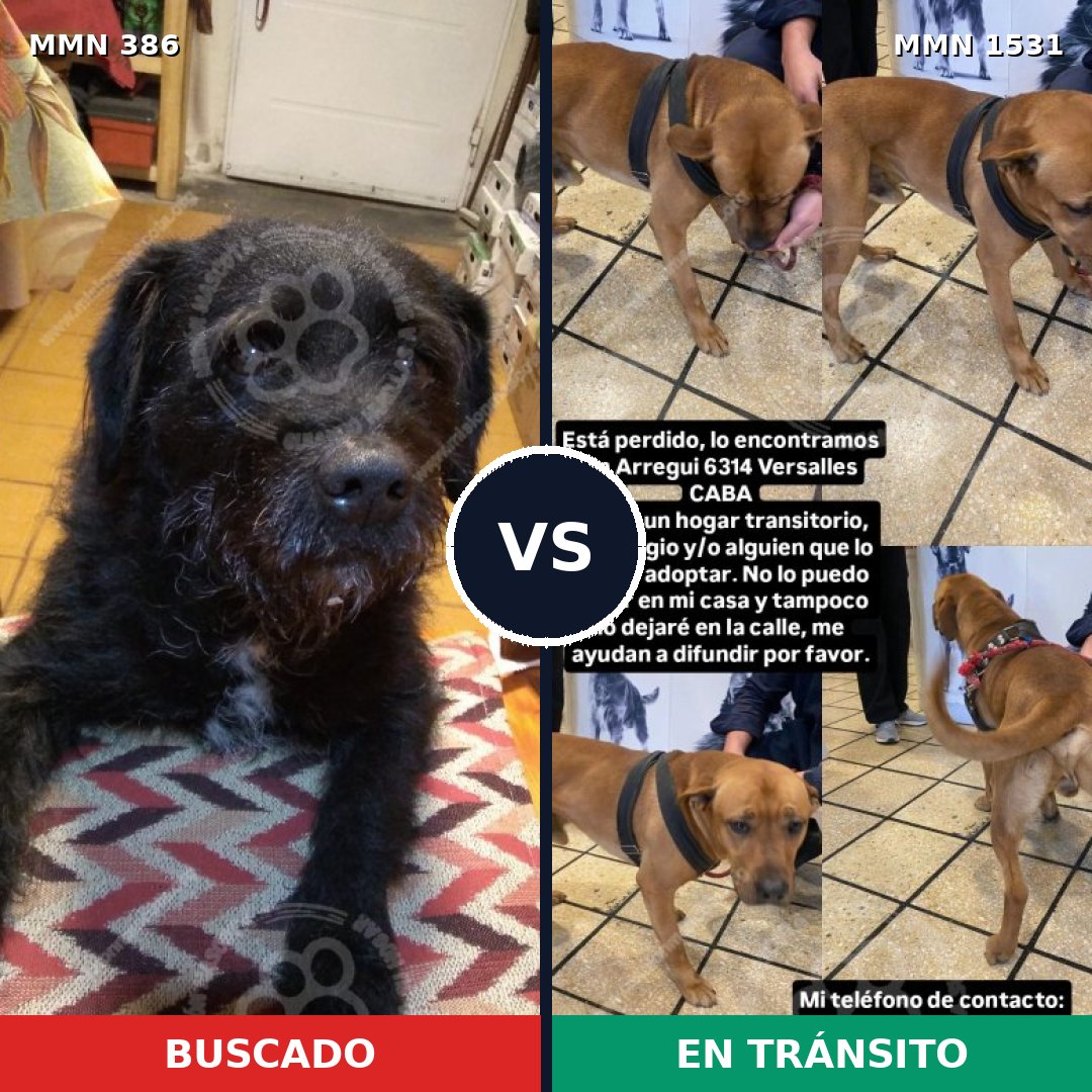 Comparativa MMS 28878: mascota perdida y mascota encontrada, 48% de similitud