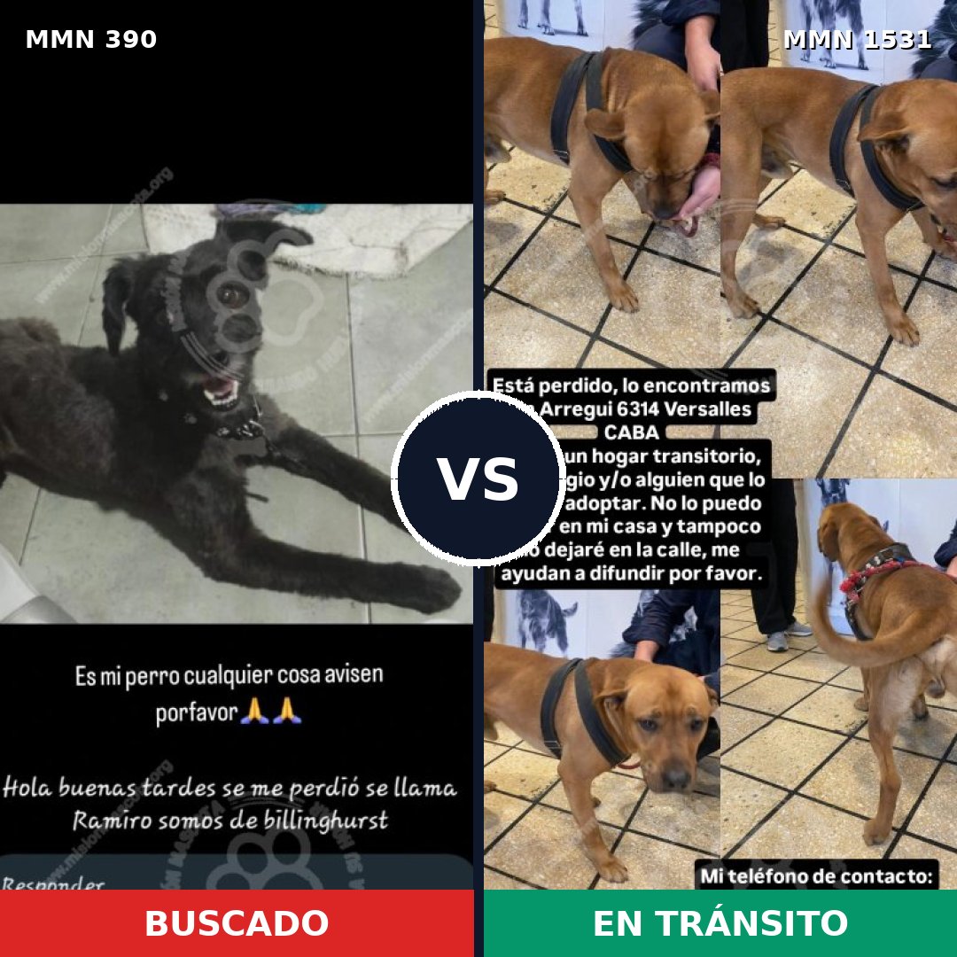 Comparativa MMS 28879: mascota perdida y mascota encontrada, 49% de similitud