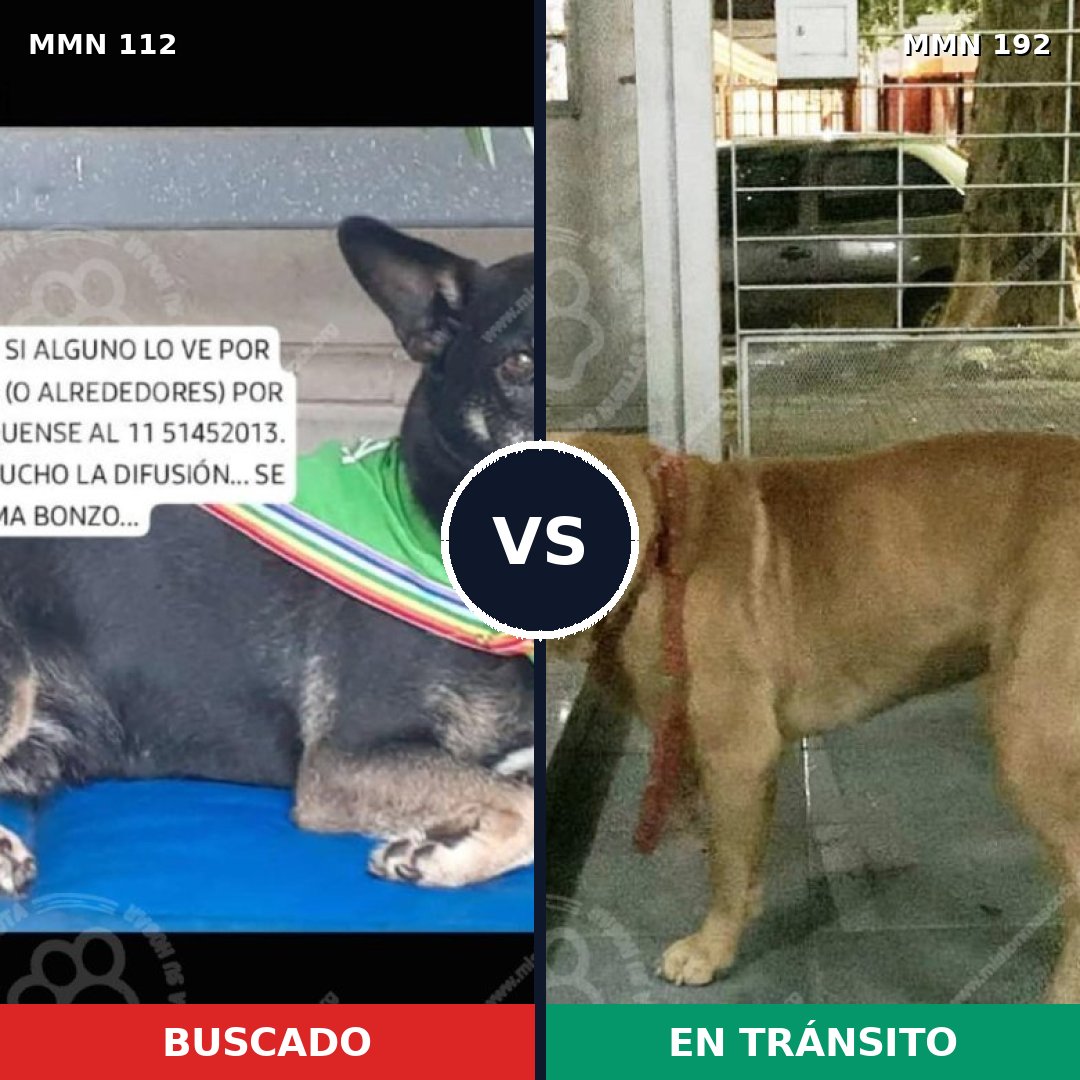 Comparativa MMS 2888: mascota perdida y mascota encontrada, 60% de similitud