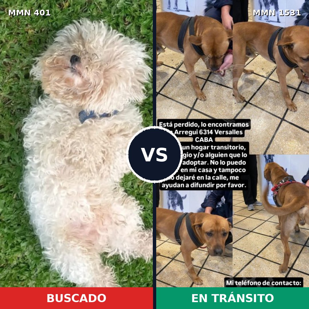 Comparativa MMS 28880: mascota perdida y mascota encontrada, 22% de similitud