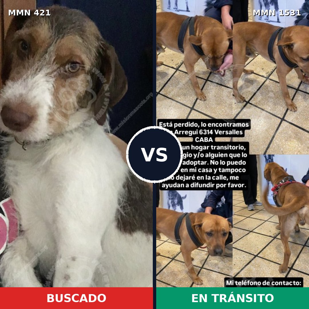 Comparativa MMS 28881: mascota perdida y mascota encontrada, 47% de similitud
